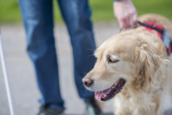 Golden retriever dog is wearing a service dog harness