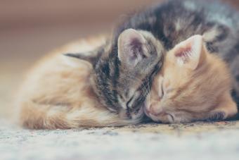 Two kittens sleeping