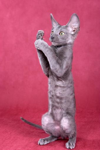 Cornish Rex