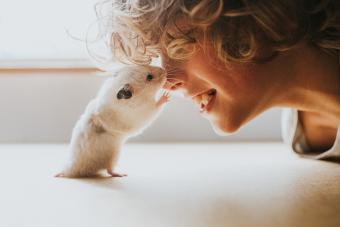 Cute white syrian hamster stands on back legs