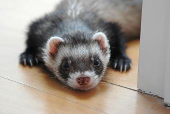 Ferret