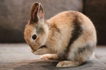 cute Netherland Dwarf Rabbit