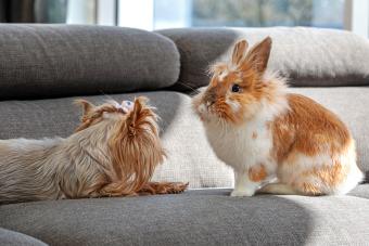 Lionhead Rabbit