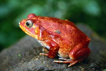 Tomato frog