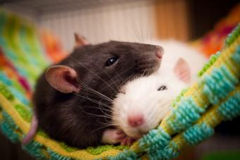 Two pet rats napping on towel