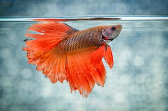 red fighting fish