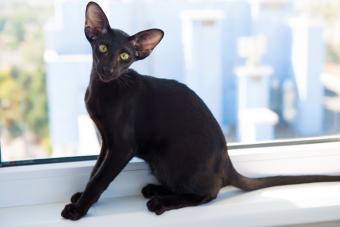 Black oriental cat looking on window