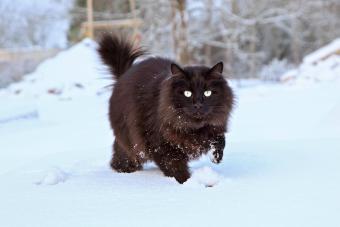 Black cat Maine Coon running and playing in the snow