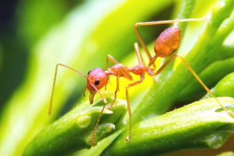 https://cf.ltkcdn.net/life-with-pets/find-your-pet/images/slide/332023-850x566-red-fire-ant.jpg