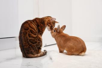 https://cf.ltkcdn.net/life-with-pets/find-your-pet/images/slide/332038-850x567-gettyimages-1365831764.jpg