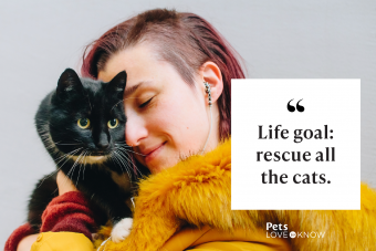 27 Cat Rescue Quotes to Celebrate a Second Chance | LoveToKnow Pets