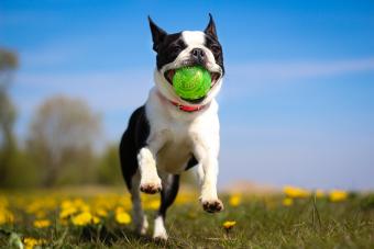 https://cf.ltkcdn.net/life-with-pets/find-your-pet/images/slide/334342-850x567-bostonterrier-557612909.jpg