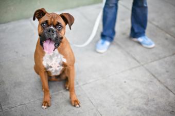 https://cf.ltkcdn.net/life-with-pets/find-your-pet/images/slide/334349-850x567-boxer-1131211962.jpg