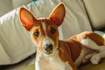 Basenji puppy