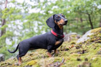 https://cf.ltkcdn.net/life-with-pets/find-your-pet/images/slide/337094-850x566-dachshund-1254074121.jpg