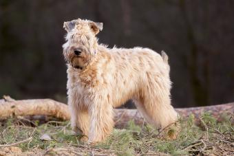 https://cf.ltkcdn.net/life-with-pets/find-your-pet/images/slide/337262-850x567-irish-soft-coated-wheaten-terrier-466537013.jpg