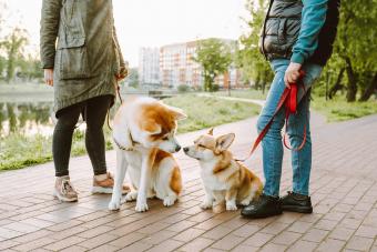 Two female dog owners walk with their dogs Akita Inu and Corgi in the park by the lake in the early morning and talk to each other