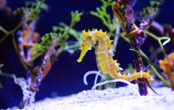 https://cf.ltkcdn.net/life-with-pets/find-your-pet/images/slide/338949-850x539-seahorse-94324902.jpg