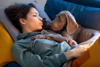 https://cf.ltkcdn.net/life-with-pets/find-your-pet/images/slide/340407-850x567-weimaraner-loyal-1266637340.jpg