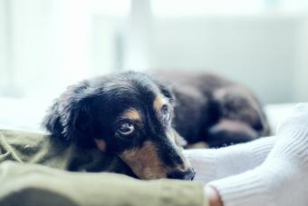 https://cf.ltkcdn.net/life-with-pets/find-your-pet/images/slide/340408-850x567-dachshund-loyal-1364338088.jpg