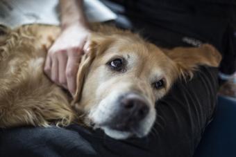 Golden Retriever with head in person's lap.