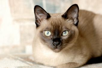 https://cf.ltkcdn.net/life-with-pets/find-your-pet/images/slide/342118-850x566-tonkinese-92049326.jpg