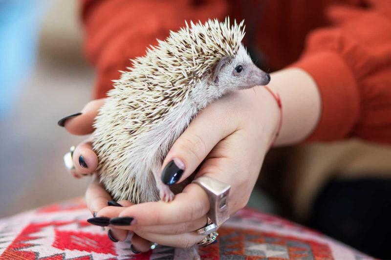 How to Get an Exotic Pet License LoveToKnow Pets