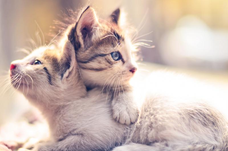 Should I Get a Male or Female Kitten? LoveToKnow Pets