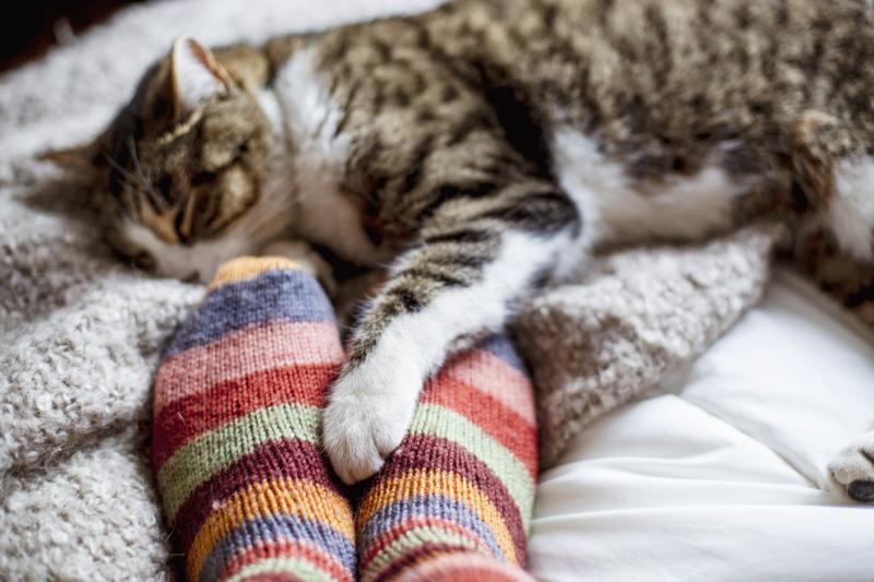 Why Cats Sleep at Your Feet Furry Foot Warmers, Explained LoveToKnow