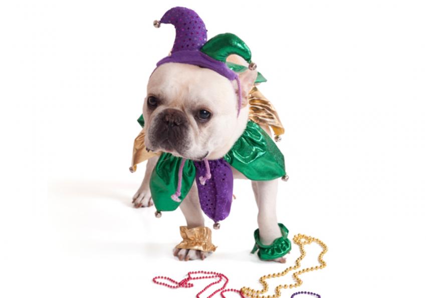 16 Funny Halloween Dog Pictures for Spooky Silliness LoveToKnow Pets