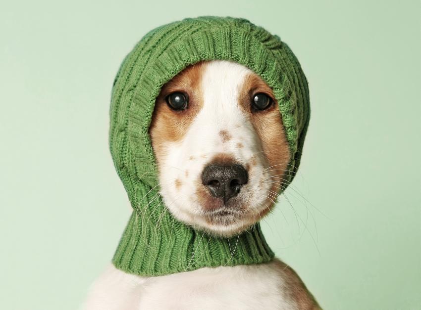 25 Pictures of Dogs Wearing Hats to Make Your Day Better LoveToKnow Pets