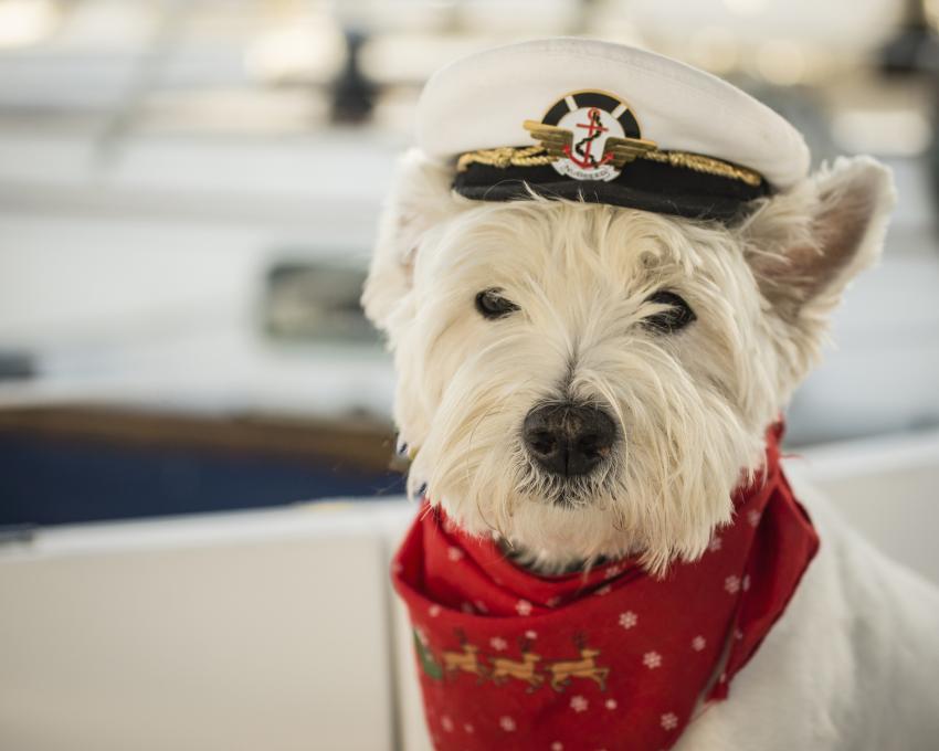 25 Pictures of Dogs Wearing Hats to Make Your Day Better LoveToKnow Pets