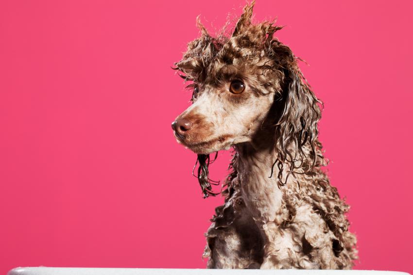 Hairlarious 14 Dogs Having Bad Hair Days LoveToKnow Pets