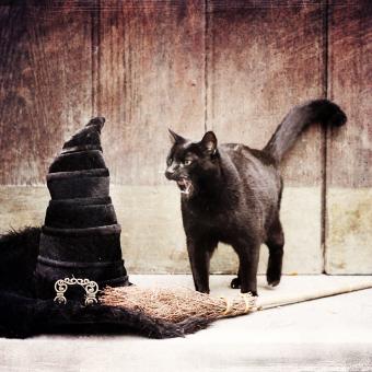 https://cf.ltkcdn.net/life-with-pets/fun-with-pets/images/slide/321152-850x850-cat-and-hat.jpg