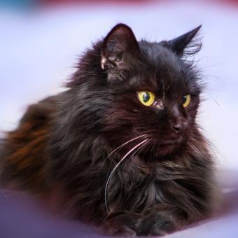 https://cf.ltkcdn.net/life-with-pets/fun-with-pets/images/slide/321171-850x850-furry.jpg