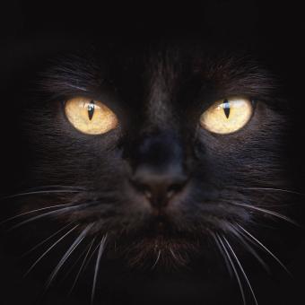https://cf.ltkcdn.net/life-with-pets/fun-with-pets/images/slide/321223-850x850-yellow-eyes.jpg