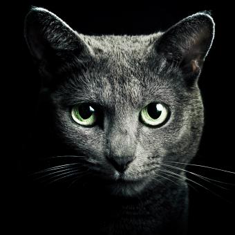 https://cf.ltkcdn.net/life-with-pets/fun-with-pets/images/slide/321240-850x850-grey.jpg