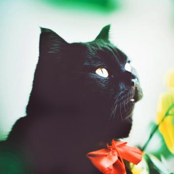 https://cf.ltkcdn.net/life-with-pets/fun-with-pets/images/slide/321252-850x850-red-ribbon.jpg