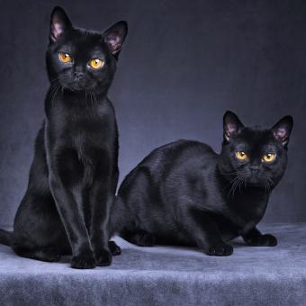 https://cf.ltkcdn.net/life-with-pets/fun-with-pets/images/slide/321259-850x850-black-cats.jpg