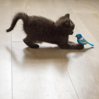 https://cf.ltkcdn.net/life-with-pets/fun-with-pets/images/slide/321315-850x850-playing.jpg