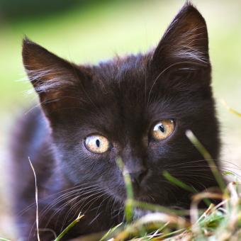 https://cf.ltkcdn.net/life-with-pets/fun-with-pets/images/slide/321380-850x850-kittie.jpg