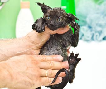 https://cf.ltkcdn.net/life-with-pets/fun-with-pets/images/slide/321669-850x720-bathing-cute-black-kitten.jpg