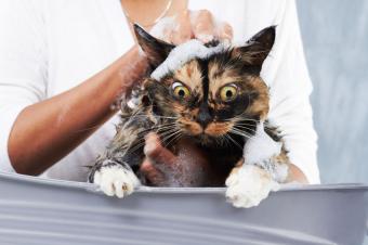 https://cf.ltkcdn.net/life-with-pets/fun-with-pets/images/slide/321682-850x566-cat-bubble-bath.jpg