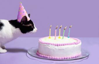 Cat birthday cake