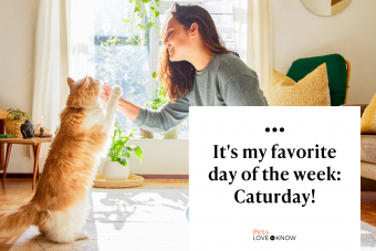 woman kneeling in her living room and teaching her cat tricks