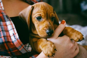 2 months old dachshund puppy laying comfortably in hands of its owner