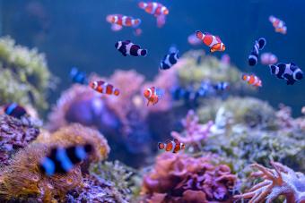 Close-Up Of Fish's and Corals