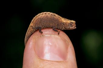 The Brookesia Chameleon is the worlds smallest chameleon.