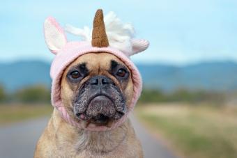 bulldog with hat