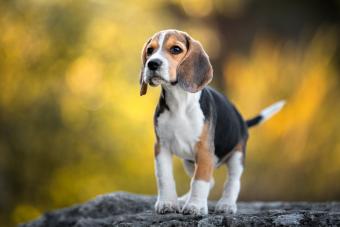 https://cf.ltkcdn.net/life-with-pets/fun-with-pets/images/slide/338968-850x566-beagle-puppy-1306749705.jpg